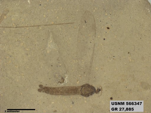 Genus sp