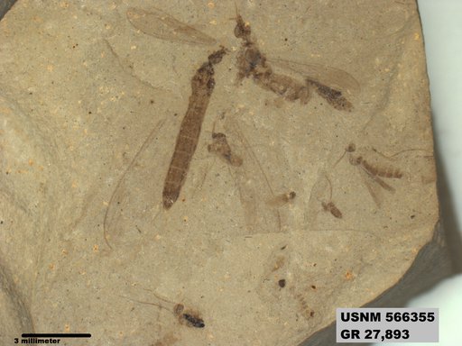 Genus sp