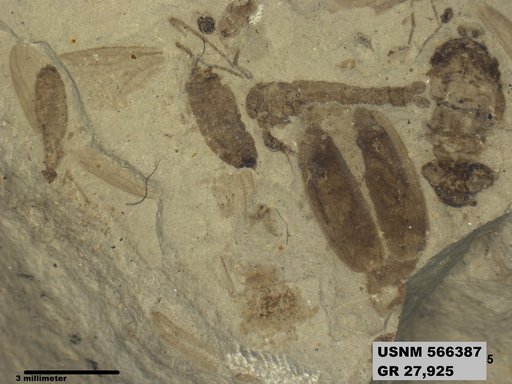 Genus sp