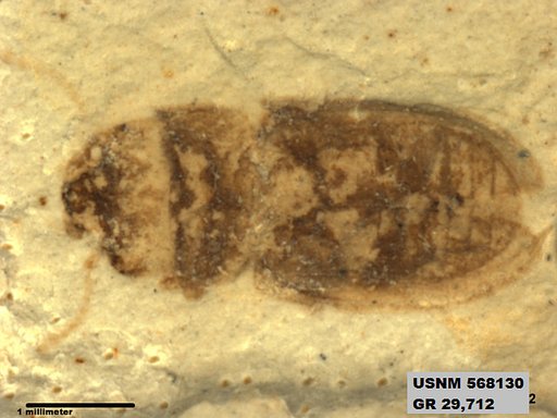 Insecta