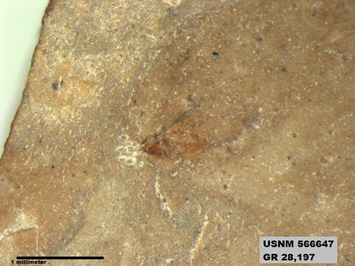 Genus sp