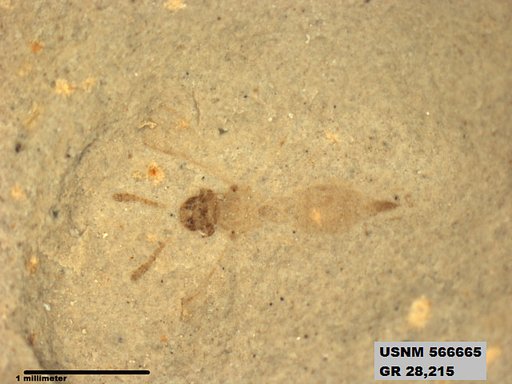 Insecta