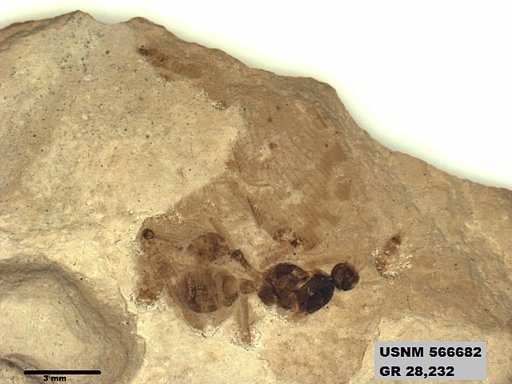 Insecta