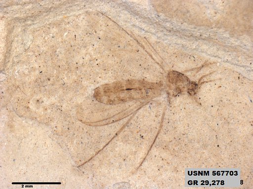 Insecta
