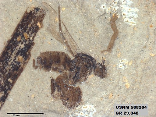 Insecta