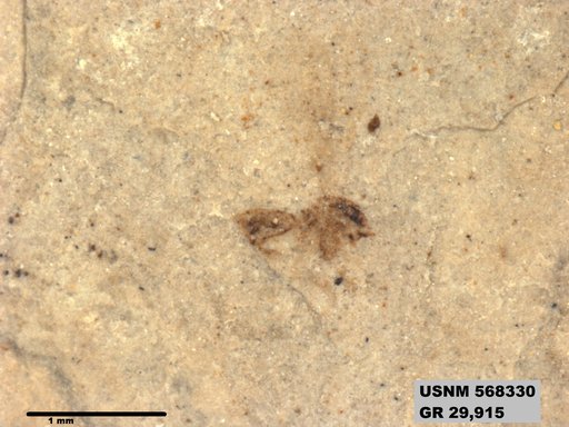 Insecta