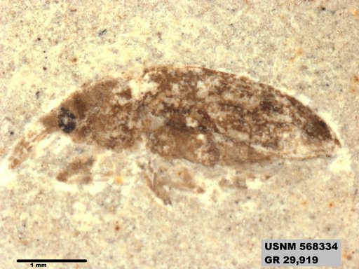 Insecta