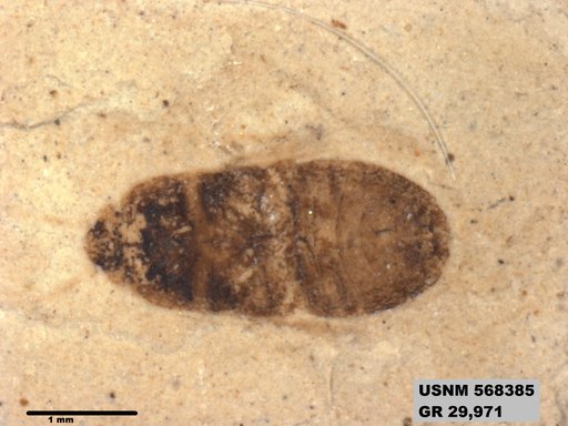 Genus sp