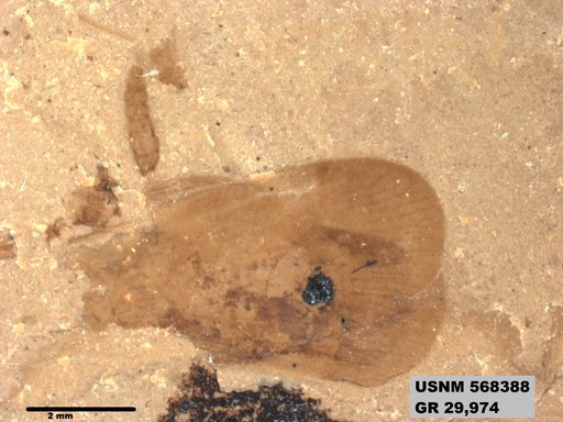 Genus sp