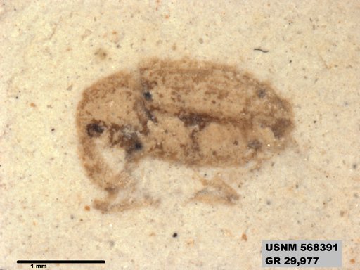 Insecta