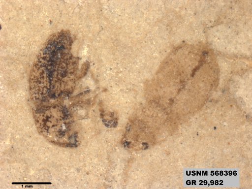 Insecta