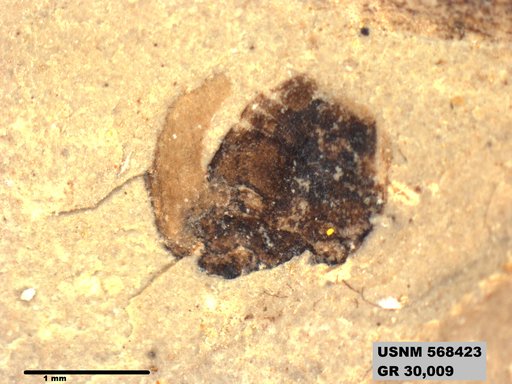 Genus sp