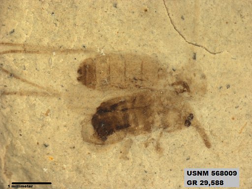 Insecta