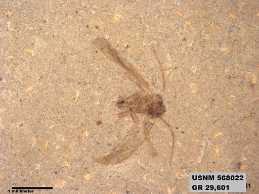 Genus sp
