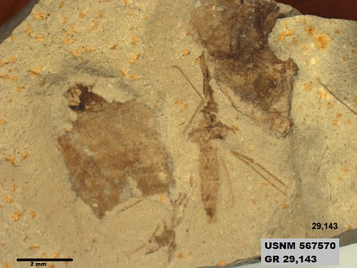 Genus sp