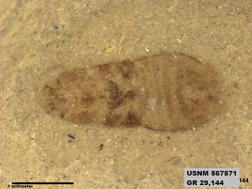 Genus sp