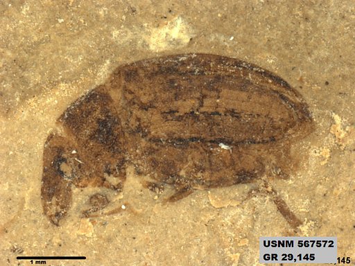 Insecta