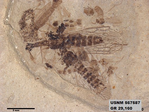 Agulla protomaculata
