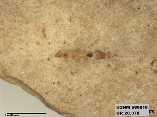 Genus sp