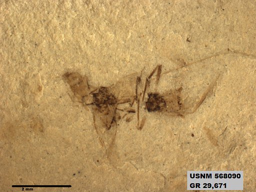 Insecta