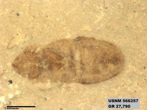 Genus sp