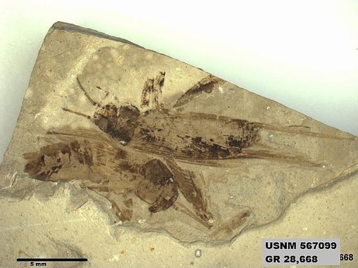 Genus sp