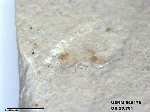 Insecta
