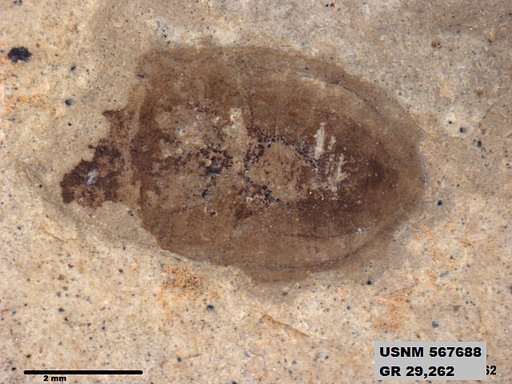 Genus sp