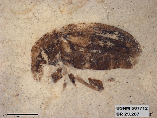Insecta