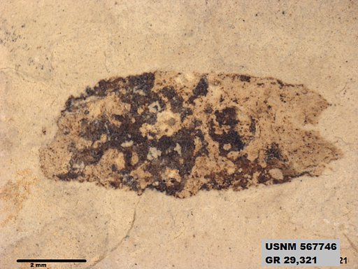 Insecta