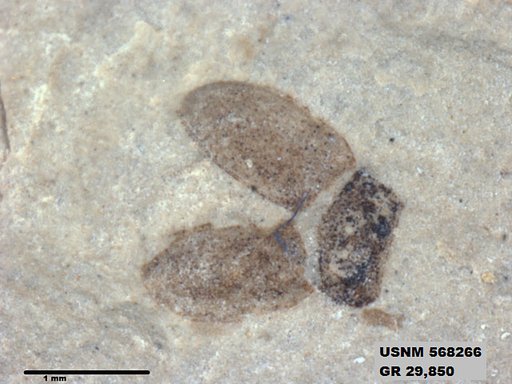 Insecta