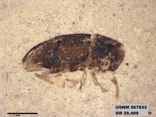 Insecta