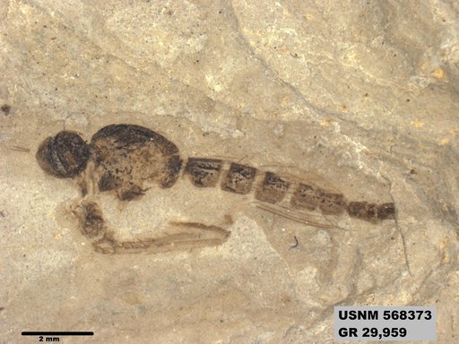 Insecta