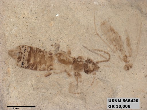 Insecta