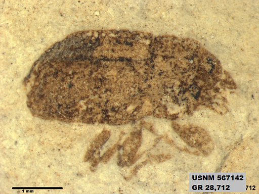 Insecta