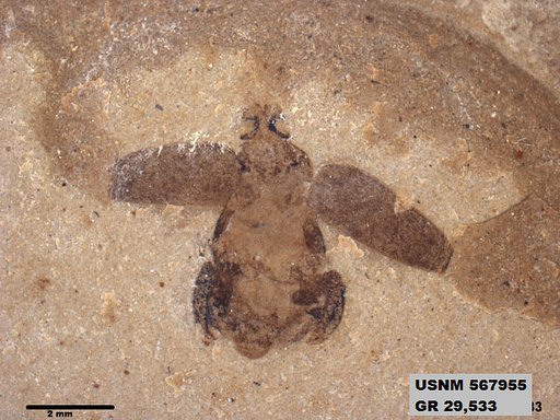 Insecta