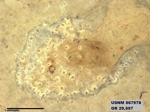 Insecta