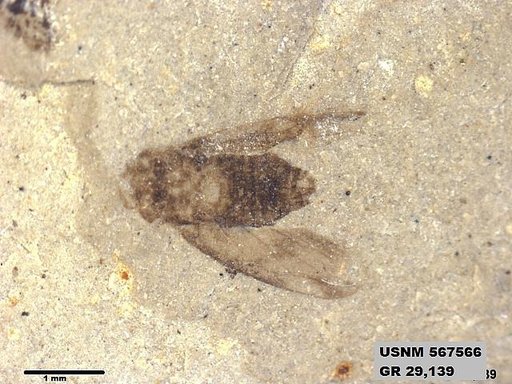 Genus sp