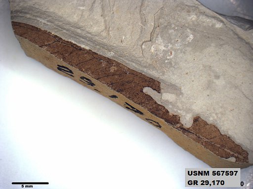 Insecta