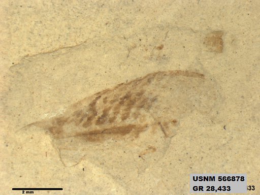 Genus sp