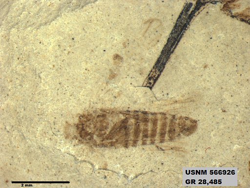 Genus sp