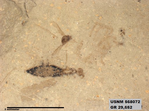 Genus sp