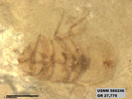 Genus sp