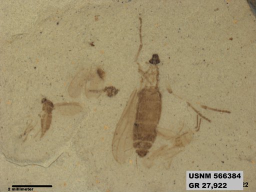Genus sp