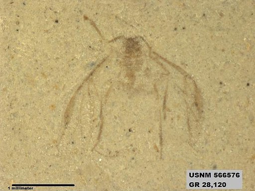 Genus sp