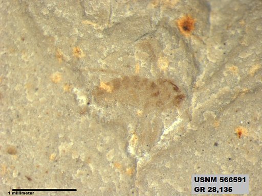 Genus sp