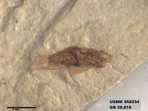 Genus sp