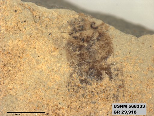 Genus sp
