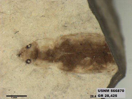 Insecta