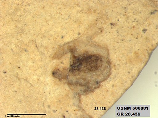 Genus sp